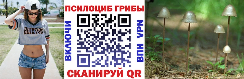 как найти наркотики  Егорьевск  Галлюциногенные грибы Psilocybine cubensis 