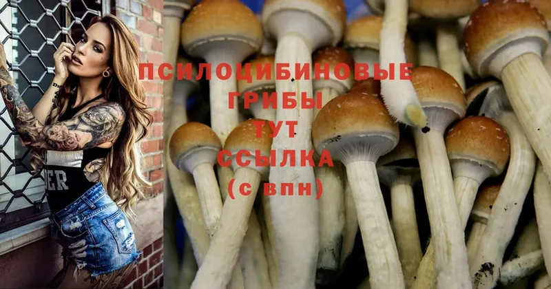 купить наркотик  Егорьевск  Псилоцибиновые грибы Cubensis 