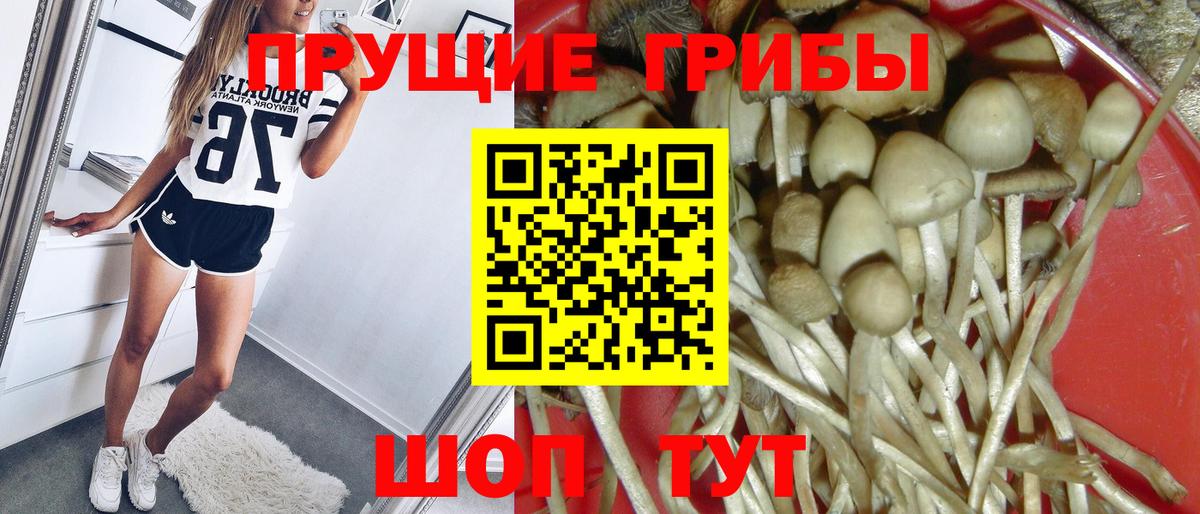 Галлюциногенные грибы Psilocybe  Егорьевск 